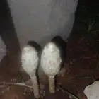 السلام عليكم. طرفور طرفوف