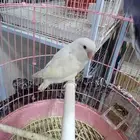 روز اليف مرا للبيع لزوم السفر