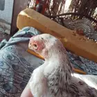 فرخ فارسي مستوى تب التب