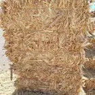( تم البيع ) ذره شاميه