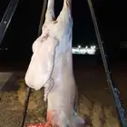 معلم مشويات