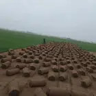 مسطحات خضراء