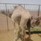 بكره مفروده طيبه للبيع