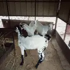 تيوس للبيع