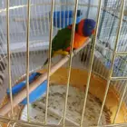 لوري أليف اليف