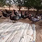 للبيع بط بح