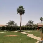 شغل لنخيل واشنطن تكريب قس اسيف اليابس صانه عامه تكريب نخل