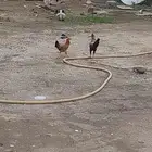 ديك و دجاجة البيع على سوام 0