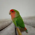 ببغاء روز