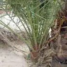 نخل للبيع جثايث فسائل فراخه