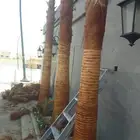تكريب نخل واشنطني