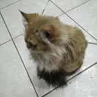 قطه سكوتش قولد للبيع