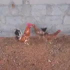 دجاج بلدي