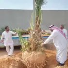 نخل مثمر اخلاص صقعي مجدول برحي شيشي مصيف ومشكلات اخرى