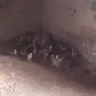 للبيع فروخ دجاج الموقع بيشه