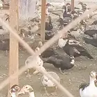 اناثى بط ورمى