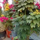 مشتل تنسيق حدائق