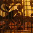 روز انثى جاهزه للأنتاج