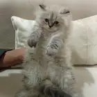 قط هملايا