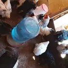 دجاج