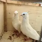 جوز صنعاني صغير الحجم وتحته فروخه