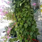 تنسيق حدائق
