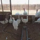 بط مسكوفي