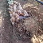 جميع انواع النخيل