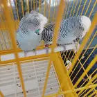 زوج بادجي النجليز