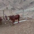 حسيل بلدي للبيع