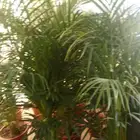 تنسيق حدائق