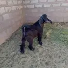 تيس ذبيحه مقفل شحم الموقع قريب الحايط