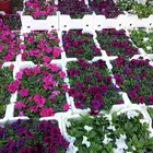 مشتل تنسيق حدائق