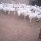 ظان رفيد يات دفيع