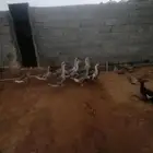وز عراقي للبيع