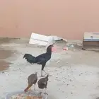 ديك ودجاجتين باكستاني