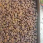 تمر اخلاص نجران نظيف ثلاثة كراتين