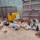 دجاج بلدي وفيومي جمد