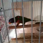 لوري أليفة لا تعرف العض بعمر 3شهور