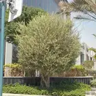 شجر زيتون معمر