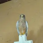 باشق وحش فرخ ذكر ومعه باشق ثاني انثى مده ثلاث ايام الواحد86