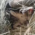 بطه بلدي