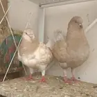 حمام كنق ..صحه. .شرط.. الذكر اصيل شرط..زوج شرط