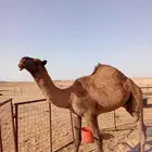 للبيع فحل اصفر