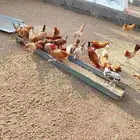 ديوك بلدي
