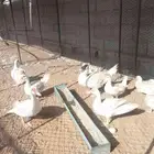 بط مسكوفي