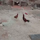 دجاج باكستاني للبيع