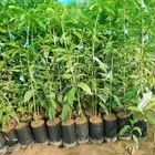 يتوفر جميع انواع الشتلات المانجه ازبده