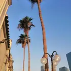 شغل وصيانه عامه لجميع انواع لنخيل واشنطن وعربي