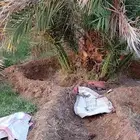 جميع انواع النخيل